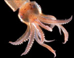 squid